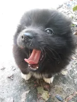 Bubbles, a female Pomeranian for sale in Ocala, FL – Photo 3 of 3