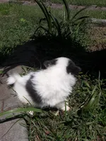 Bliss, a female Pomeranian for sale in Ocala, FL – Photo 3 of 3