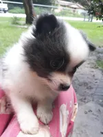 Bliss, a female Pomeranian for sale in Ocala, FL – Photo 2 of 3