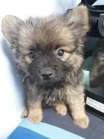 Evee 2, a male Pomeranian for sale in Ocala, FL – Photo 2 of 2