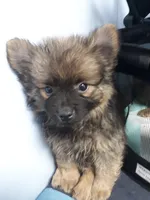 Evee 2, a male Pomeranian for sale in Ocala, FL – Photo 1 of 2