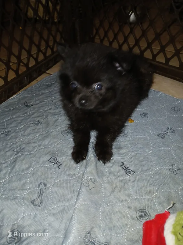 Beauty – Pomeranian puppy for sale in Ocala, FL