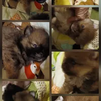 Brady, a male Pomeranian for sale in Ocala, FL – 1 of 1
