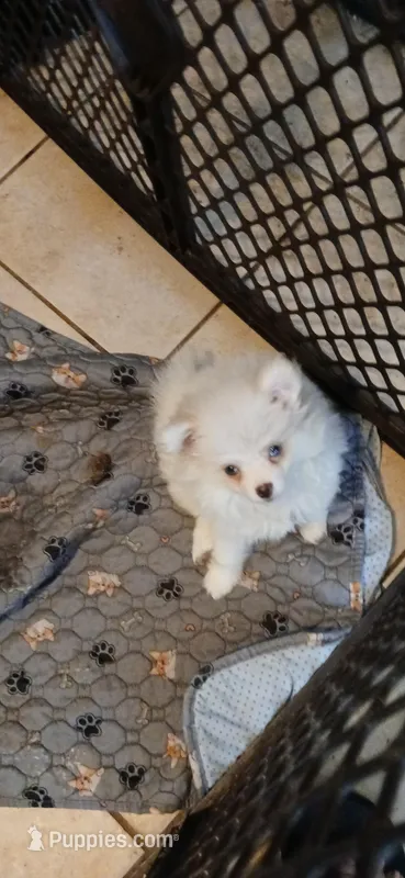 Imeeka, a female Pomeranian for sale in Ocala, FL – Photo 1 of 1