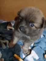 Fancy, a female Pomeranian for sale in Ocala, FL – Photo 1 of 2