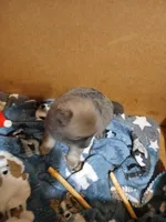 Fancy, a female Pomeranian for sale in Ocala, FL – Photo 2 of 2