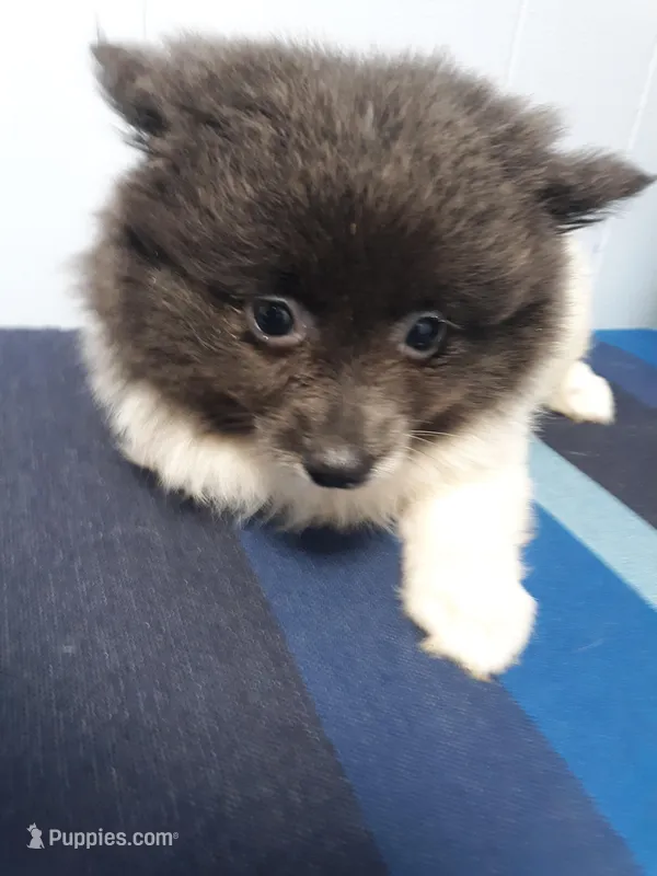 Dreamy 2, a female Pomeranian for sale in Ocala, FL – Photo 1 of 3