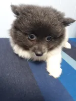 Dreamy 2, a female Pomeranian for sale in Ocala, FL – Photo 1 of 3