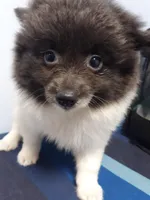 Dreamy 2, a female Pomeranian for sale in Ocala, FL – Photo 3 of 3