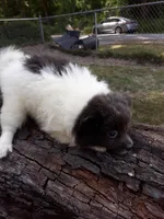 Dreamy 2, a female Pomeranian for sale in Ocala, FL – Photo 2 of 3