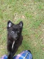 Max, a male Pomeranian for sale in Ocala, FL – 2 of 2