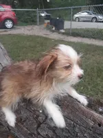 Lulu, a female Aussiedoodle for sale in Ocala, FL – Photo 2 of 2