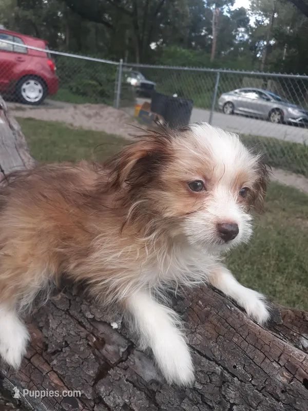 Lulu, a female Aussiedoodle for sale in Ocala, FL – Photo 1 of 2