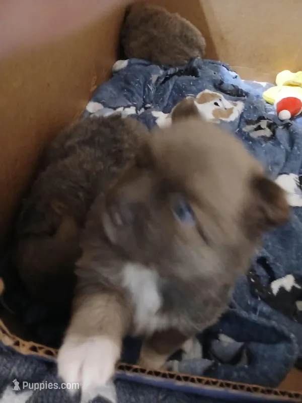 Dandy, a female Pomeranian for sale in Ocala, FL – Photo 1 of 2