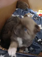 Dandy, a female Pomeranian for sale in Ocala, FL – Photo 1 of 2