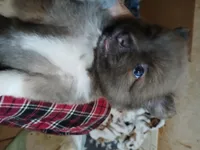 Dandy, a female Pomeranian for sale in Ocala, FL – Photo 2 of 2