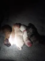 Just arrived, a female Pomeranian for sale in Ocala, FL – Photo 1 of 2