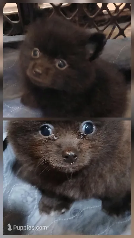 Dusty – Pomeranian puppy for sale in Ocala, FL