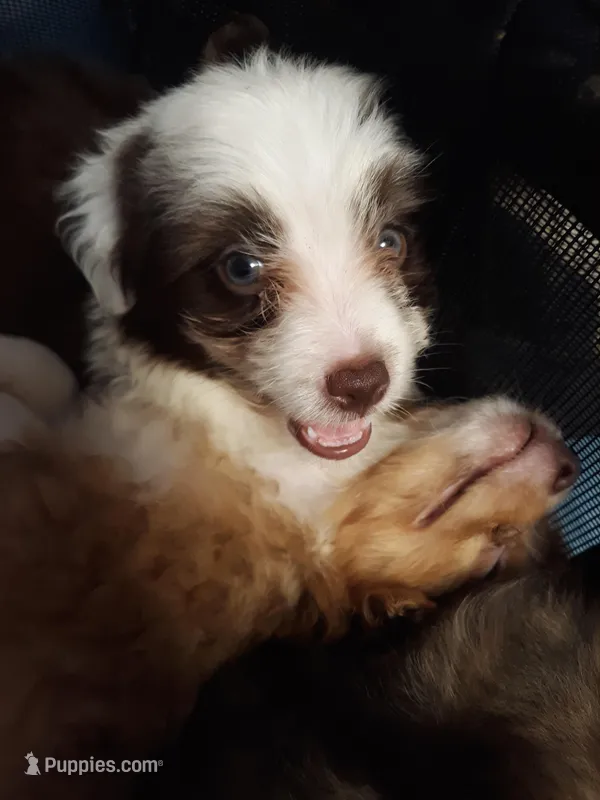 Rona's pups, a male Aussiedoodle for sale in Ocala, FL – Photo 1 of 7