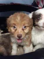 Rona's pups, a male Aussiedoodle for sale in Ocala, FL – Photo 3 of 7