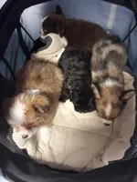 Rona's pups, a male Aussiedoodle for sale in Ocala, FL – Photo 7 of 7