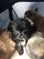 Rona's pups, a male Aussiedoodle for sale in Ocala, FL – Photo 6 of 7