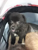 Rona's pups, a male Aussiedoodle for sale in Ocala, FL – Photo 5 of 7