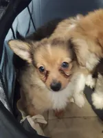 Rona's pups, a male Aussiedoodle for sale in Ocala, FL – Photo 2 of 7