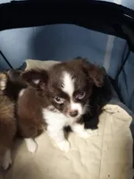 Rona's pups, a male Aussiedoodle for sale in Ocala, FL – Photo 4 of 7