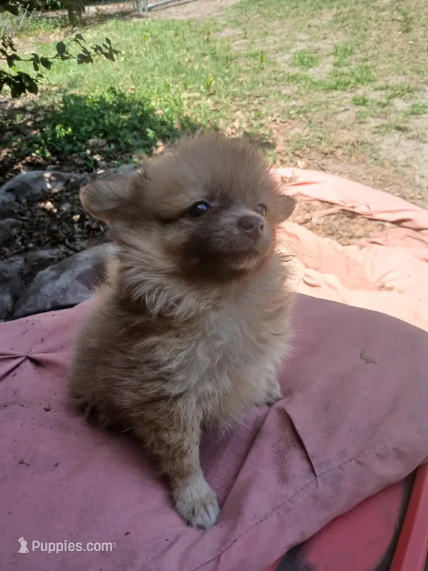 BB – Pomeranian puppy for sale in Ocala, FL