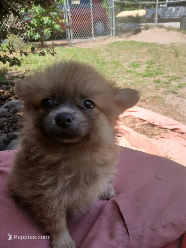 BB, a female Pomeranian for sale in Ocala, FL – Photo 1 of 2