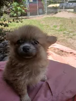 BB, a female Pomeranian for sale in Ocala, FL – Photo 1 of 2