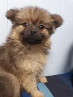 Evee 1, a female Pomeranian for sale in Ocala, FL – Photo 2 of 2