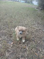 Louie, a male Pomeranian for sale in Ocala, FL – Photo 2 of 3