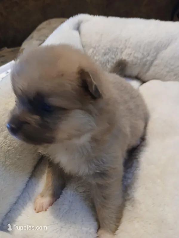 Louie, a male Pomeranian for sale in Ocala, FL – Photo 1 of 3