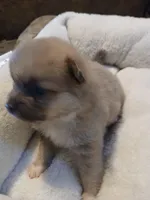 Louie, a male Pomeranian for sale in Ocala, FL – Photo 1 of 3