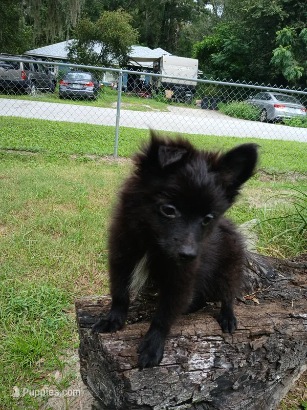 Max – Pomeranian puppy for sale in Ocala, FL