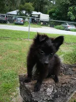 Max, a male Pomeranian for sale in Ocala, FL – 1 of 2