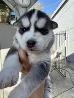 Oliver, a male Siberian Husky and Jindo for sale in Downey, CA – Photo 2 of 6