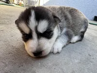 Oliver, a male Siberian Husky and Jindo for sale in Downey, CA – Photo 6 of 6