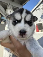 Oliver, a male Siberian Husky and Jindo for sale in Downey, CA – Photo 3 of 6