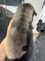 Oliver, a male Siberian Husky and Jindo for sale in Downey, CA – Photo 5 of 6