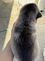 Oliver, a male Siberian Husky and Jindo for sale in Downey, CA – Photo 4 of 6