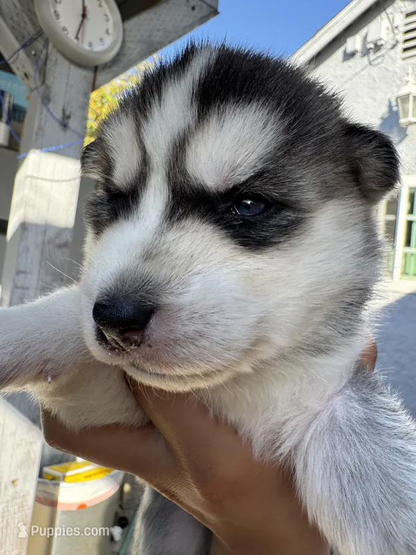 Oliver – Siberian Husky, Jindo puppy for sale in Downey, CA