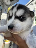 Oliver, a male Siberian Husky and Jindo for sale in Downey, CA – Photo 1 of 6