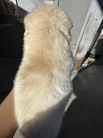 Charlie, a male Siberian Husky and Jindo for sale in Downey, CA – Photo 4 of 4