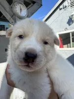 Charlie, a male Siberian Husky and Jindo for sale in Downey, CA – Photo 2 of 4