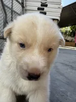 Charlie, a male Siberian Husky and Jindo for sale in Downey, CA – Photo 3 of 4