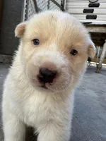 Charlie, a male Siberian Husky and Jindo for sale in Downey, CA – Photo 1 of 4