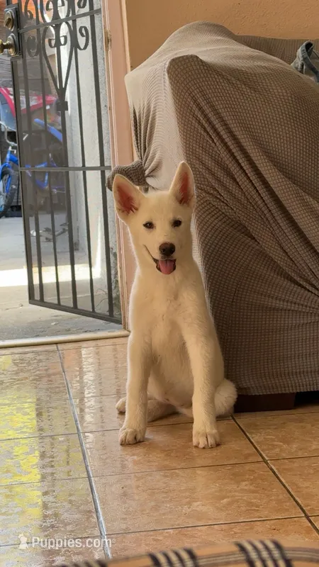 Athena – Siberian Husky, Jindo puppy for sale in Downey, CA